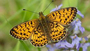 Four Devon butterfly species hit record lows as Dartmoor offers rare hope