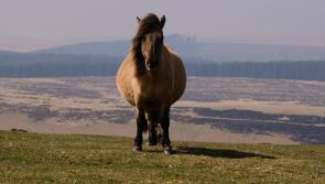Dartmoor farmers lead major nature recovery scheme backed by government funding
