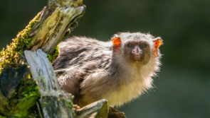 Rare marmoset Ernie finds new home at Dartmoor Zoo after tragic loss