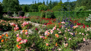 RHS Rosemoor celebrates 35 years of the South West’s largest rose collection