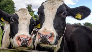 South West farms gear up to welcome visitors for Open Farm Sunday on June 8th