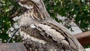 Haldon Forest Park calls on visitors to help protect rare Nightjars