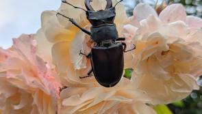 Devon residents urged to join the hunt for spectacular stag beetles this Summer