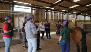 Devon volunteers trained to spot early signs of horse distress at Newton Abbot sanctuary