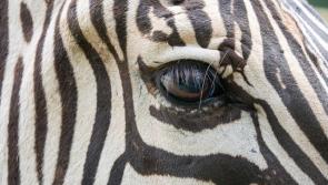 Dartmoor Zoo supports zebra conservation with new animal transfers and breeding efforts