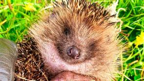 Devon residents urged to help hedgehogs as wildlife rescues peak this summer