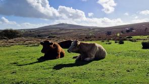 'Second win' for Dartmoor as major public donations fund access projects