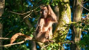 'All this research helps us care for our animals' - Dartmoor Zoo uses faeces to study stress in animals at Devon site