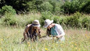 ‘An inspiring movement’ – Major milestone as 3,000 acres of wildflower meadows thrive across Devon