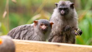 Dartmoor Zoo’s tiny new couple could change the future for rare marmosets