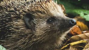 Why leaving part of your Devon garden wild could help hedgehogs thrive