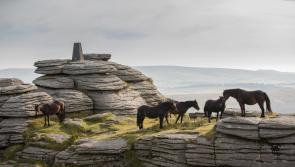 Explore Dartmoor’s hidden heritage with ponies and Bronze Age ruins for free