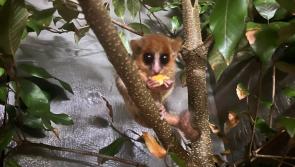 Shaldon Wildlife Trust welcomes UK’s first Goodman’s mouse lemurs