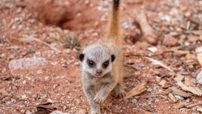 Dartmoor Zoo&rsquo;s &lsquo;inseparable&rsquo; meerkat pair Ben and Geri become proud parents