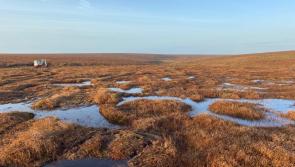 Peatland restoration resumes on Dartmoor as partnership launches new season of work