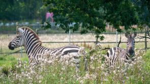 Dartmoor Zoo welcomes mother-and-daughter zebra duo
