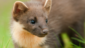 National Highways backs efforts to protect pine martens on Devon’s roads