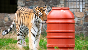 Dartmoor Zoo creates new toy for tigers using recycled olive barrels