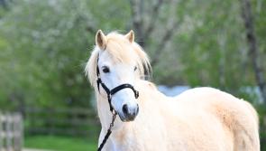 Rescued ponies in Devon search for second chances in new homes