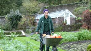 National Trust Devon gardens enjoy bumper 2025 harvest of apples and pumpkins