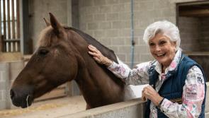 Dartmoor horse charity backed by Angela Rippon in new TV campaign