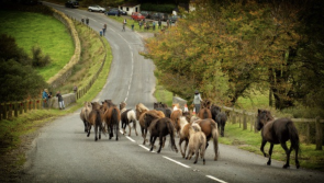 Dartmoor’s autumn livestock season: How commoners are protecting the moor’s ponies and cattle
