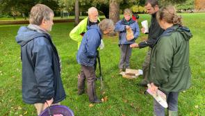 Join the Bovey Tracey daffodil planting and litter pick this November