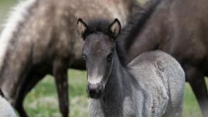 Help name the rescued Icelandic foal with bright blue eyes melting hearts in Devon