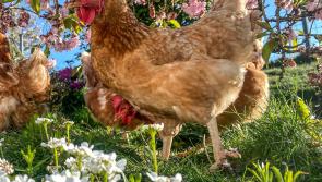 Devon charity celebrating national award after rehoming over one million hens