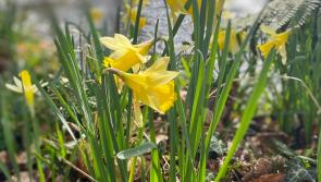 Bovey community invited to help brighten Mill Marsh Park this Saturday