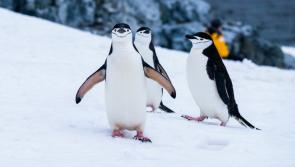 Endangered penguins are running out of food and Exeter research reveals why
