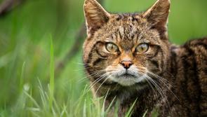 Return of wildcats to South West England found to be feasible