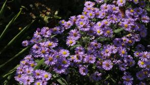 Gardening: Small winter jobs that make a big difference