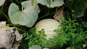 Gardening: the quiet January decisions that define a great garden