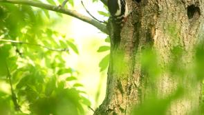 Devon residents urged to take part in Big Garden Birdwatch 2026
