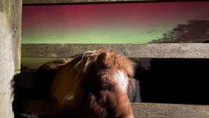 Pictures: Rescued ponies witness rare Northern Lights above Devon sanctuary