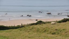 Devon residents urged to weigh in on local government shake-up