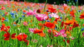 Environmental improvement works begin at Great Parks in Paignton