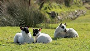 Northam Burrows: New signs installed after sheep 'worrying' incidents