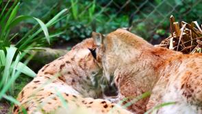 Dartmoor Zoo 'delighted' after successful bonding of Lynx pair 