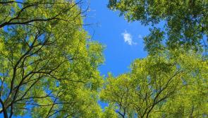 Ione's Health and Wellbeing - The vagus nerve