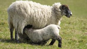 South West farmers urged to check insurance during lambing season
