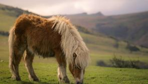 Independent review agreed for Dartmoor farmers