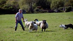 Two Men and Their Dogs - working sheepdog demonstrations