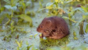 Volunteers needed for nationwide water vole survey