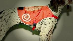 Paw Prints: Caring for your pets in the dark.   Be safe, be seen!