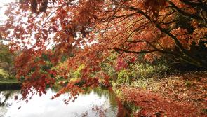 Gardening on the Moor with Anne Swithinbank &ndash; Autumn Colour