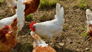 View from the Whitehouse