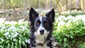 Amazing Dogs and how they help us