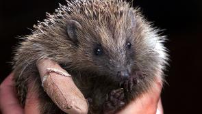 Prickly Ball Farm Hedgehog Rescue Centre for sale